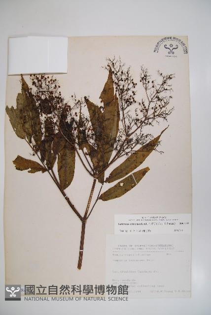 冇骨消藏品圖，第1張