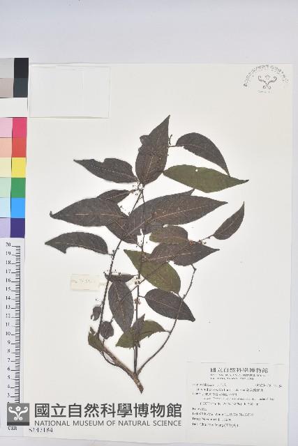 卵葉饅頭果藏品圖，第1張