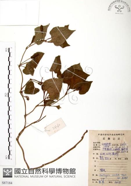 臭腥草、蕺菜藏品圖，第1張