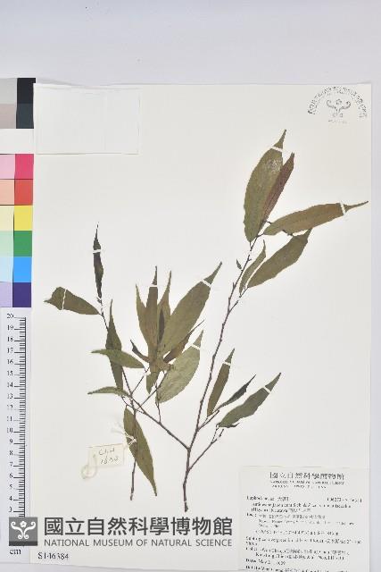 南投五月茶藏品圖，第1張