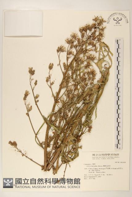 翼柄山萵苣藏品圖，第1張