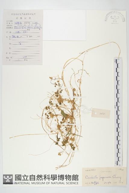 日本菟絲子藏品圖，第1張