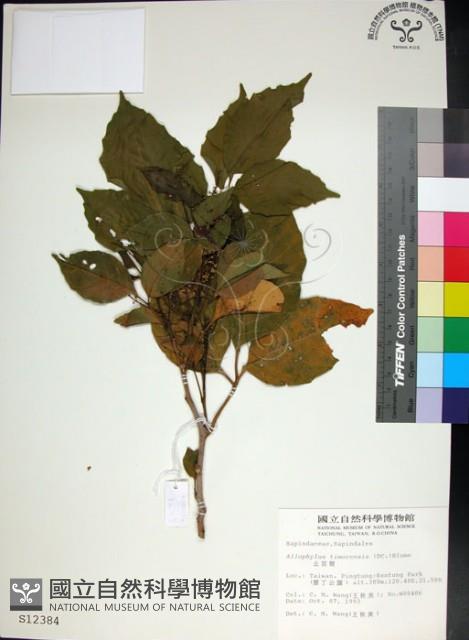 止宮樹藏品圖，第1張