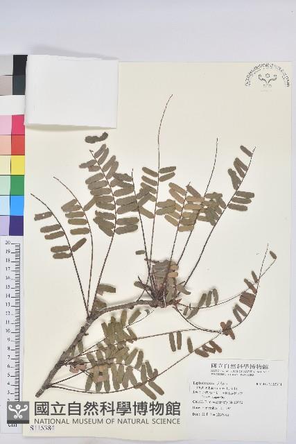 油柑藏品圖，第1張