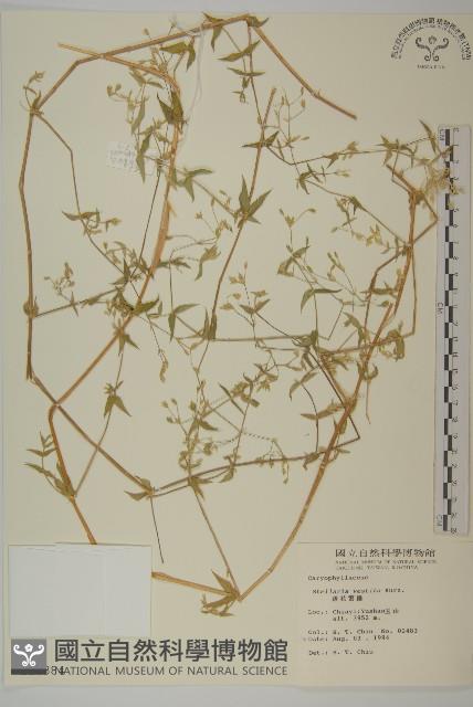 疏花繁縷藏品圖，第1張