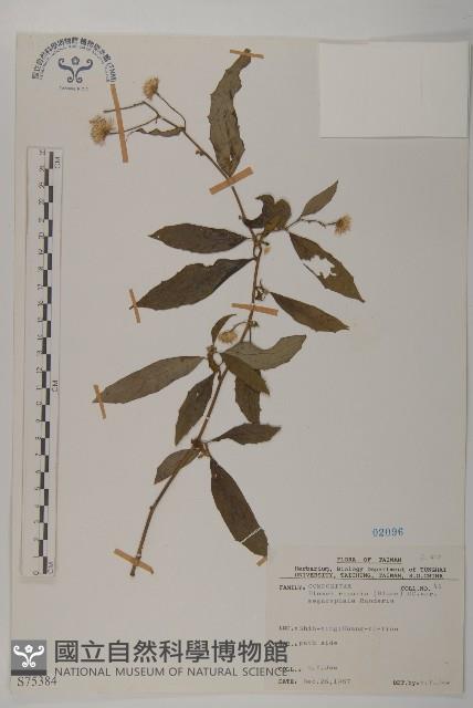 大頭艾納香藏品圖，第1張