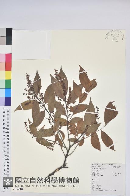 米飯花藏品圖，第1張