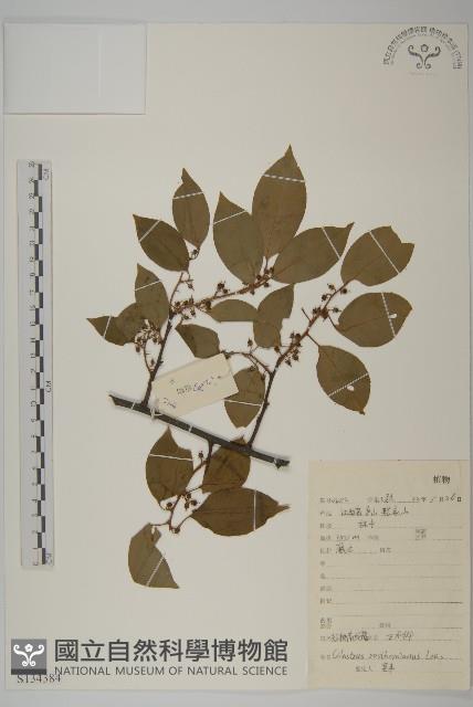 短梗南蛇藤藏品圖，第1張