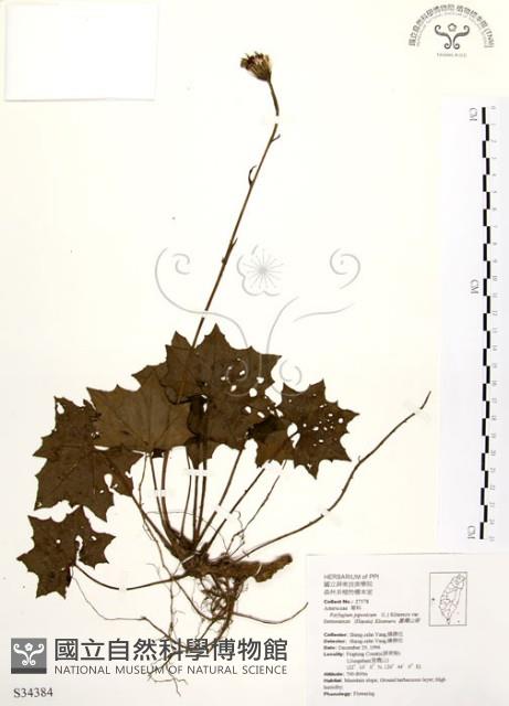 臺灣山菊藏品圖，第1張