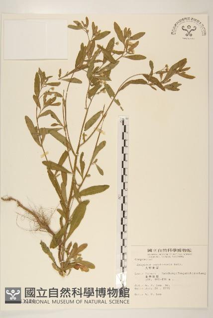 野茼蒿藏品圖，第1張