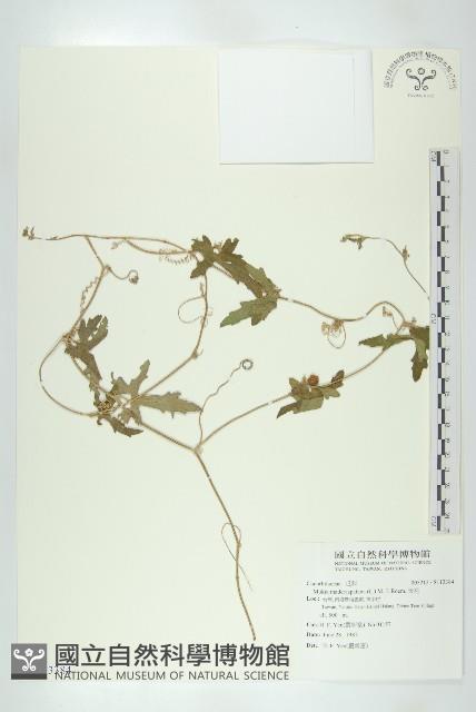 天花藏品圖，第1張