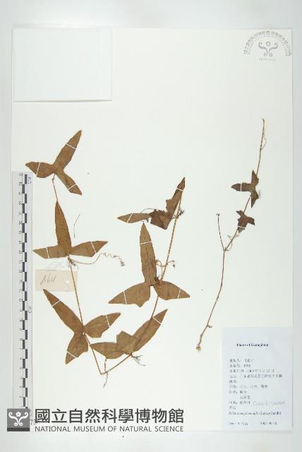 茅瓜藏品圖，第1張