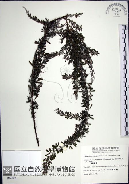 Perennial lespedeza, Iron broom Collection Image