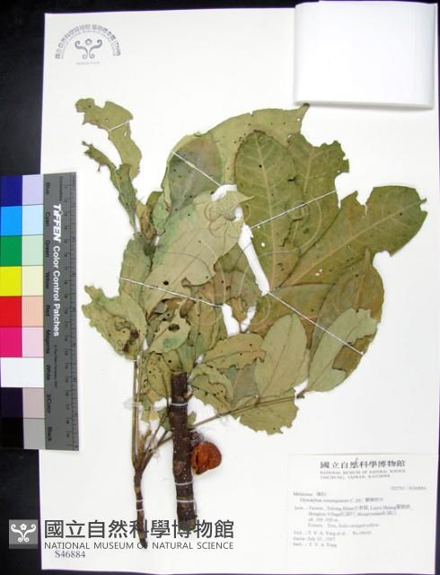 蘭嶼椌木藏品圖，第1張