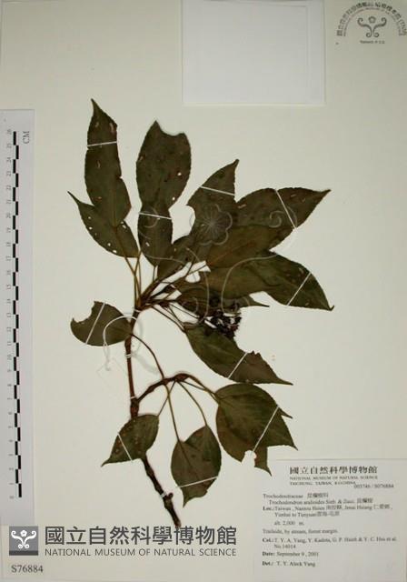 昆欄樹藏品圖，第1張