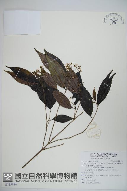 玉山糯米樹、狹葉糯米樹藏品圖，第1張