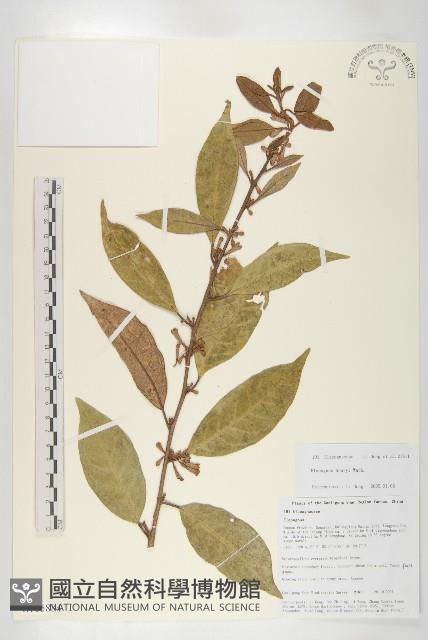 宜昌胡頹子藏品圖，第1張