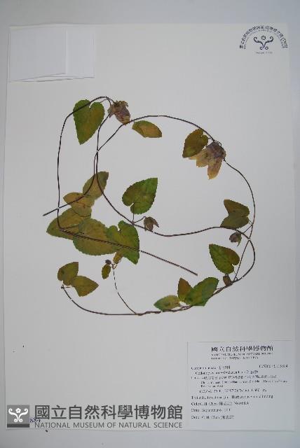 雞蛋參藏品圖，第1張