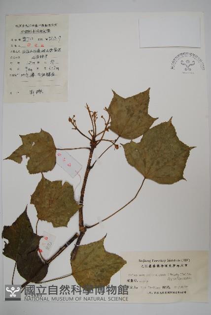 刺楸，蓖麻葉五加藏品圖，第1張