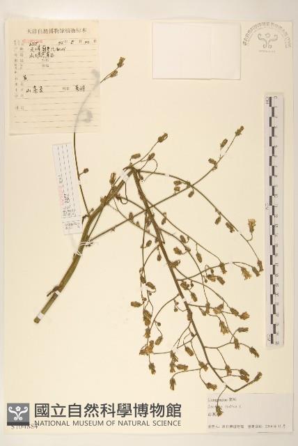 鵝仔草藏品圖，第1張