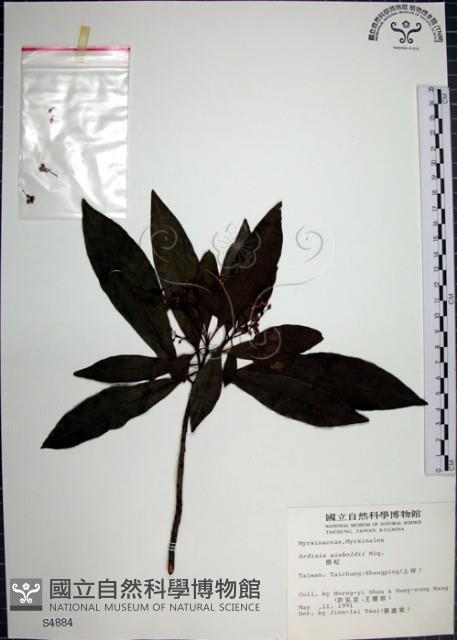 樹杞藏品圖，第1張