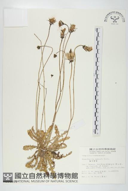 貓兒菊藏品圖，第1張