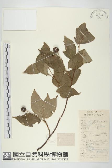 四照花藏品圖，第1張