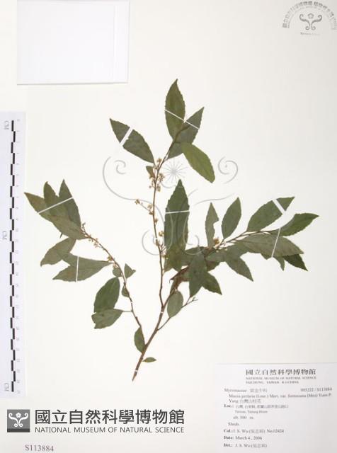 台灣山桂花藏品圖，第1張