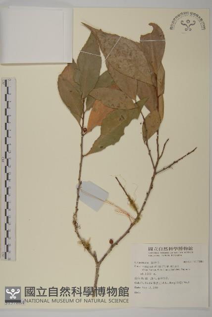 Accession Number:S137884 Collection Image, Figure 1, Total 2 Figures