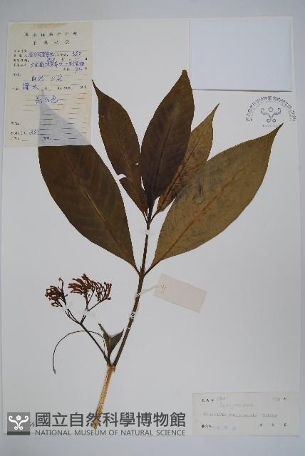 雲南蘿芙木藏品圖，第1張