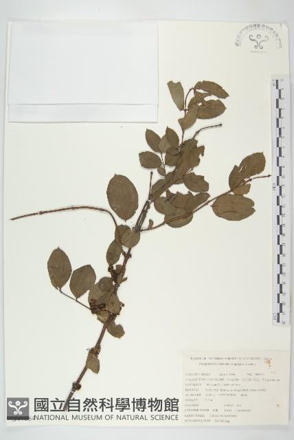 馬桑藏品圖，第1張