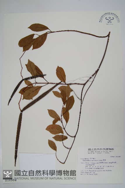 酸藤藏品圖，第1張