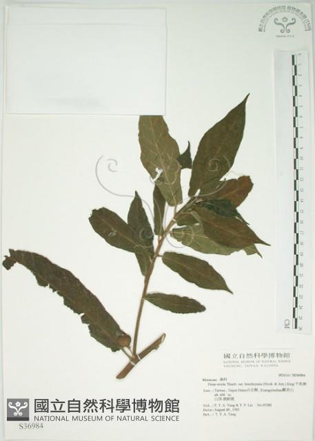 牛乳榕藏品圖，第1張