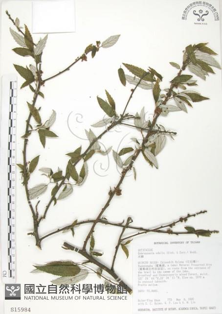 水麻藏品圖，第1張