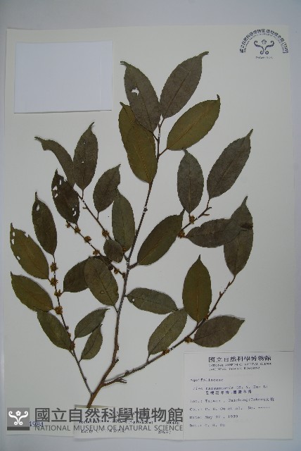 臺灣糊樗藏品圖，第1張