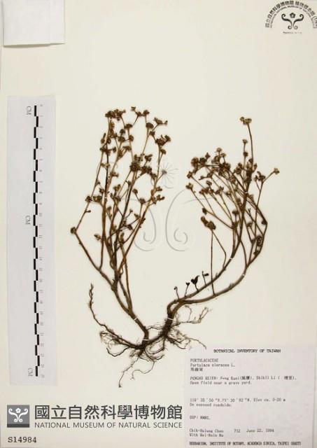 馬齒莧藏品圖，第1張