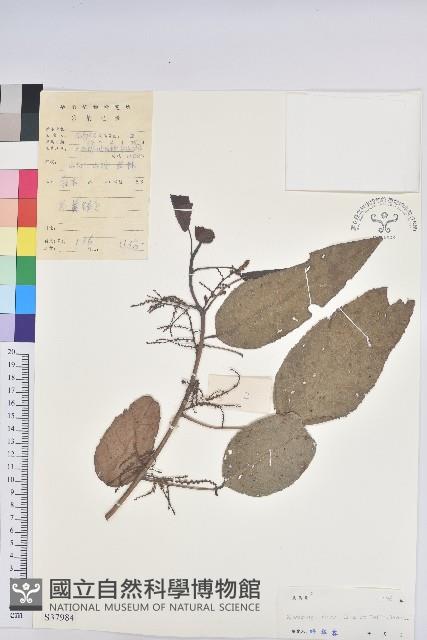 草鞋葉藏品圖，第1張