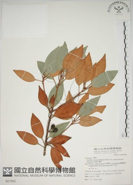 金新木薑子藏品圖，第1張