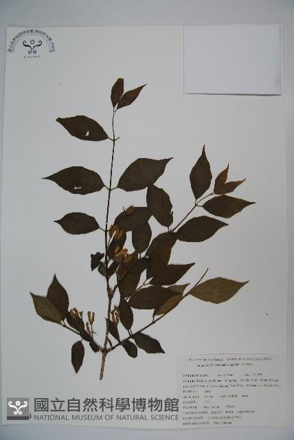 金花忍冬藏品圖，第1張