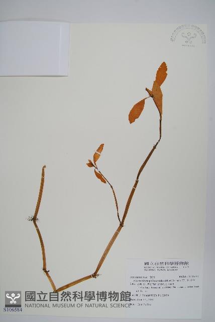 空心蓮子草藏品圖，第1張