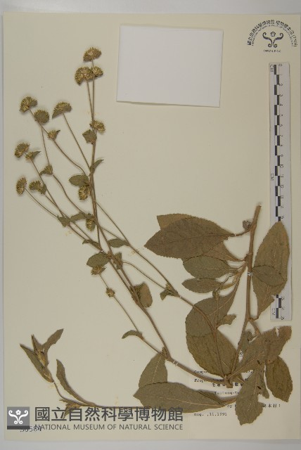 地膽草、毛蓮菜藏品圖，第1張