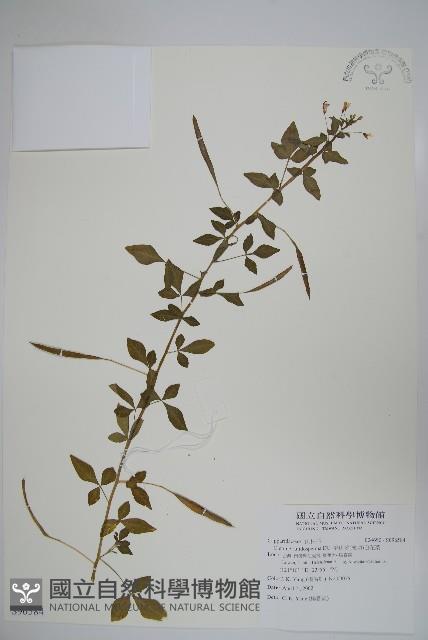 平伏莖白花菜、成功白花菜藏品圖，第1張