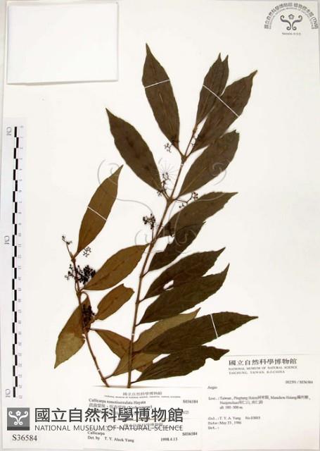 疏齒紫珠、恆春紫珠藏品圖，第1張