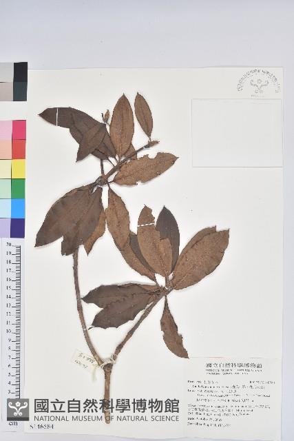 森氏杜鵑、森氏滿江紅藏品圖，第1張