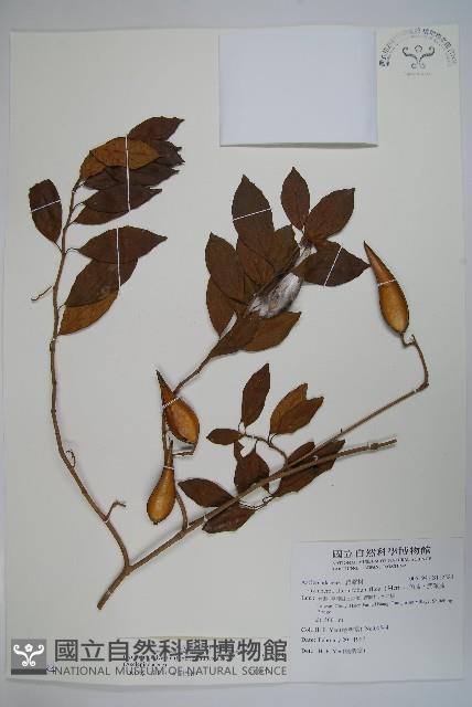 武靴藤藏品圖，第1張