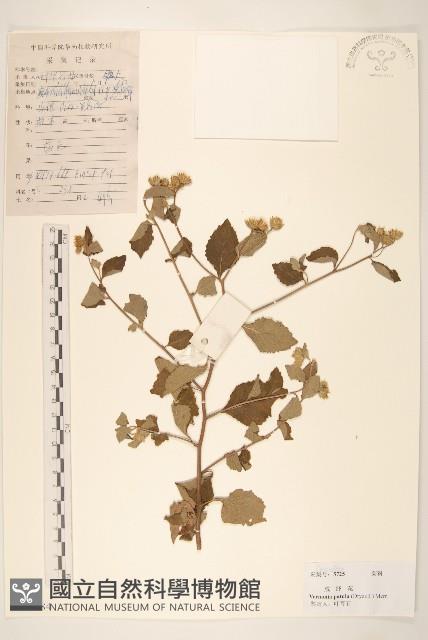 嶺南野菊藏品圖，第1張