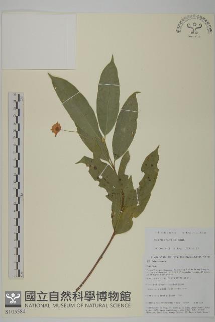 角翅衛矛藏品圖，第1張