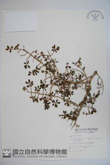 川上氏忍冬藏品圖，第1張