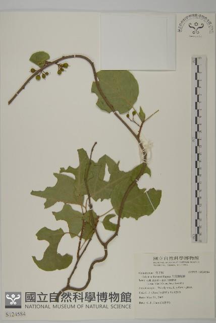 大葉南蛇藤藏品圖，第1張