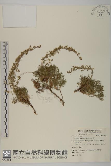 高山艾藏品圖，第1張